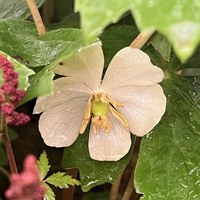 Podophyllum peltatum